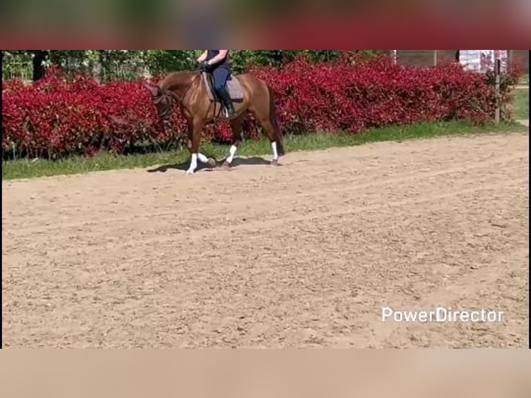 KWPN Gelding 11 years 15,3 hh Sorrel in Saint-Denis-en-Val