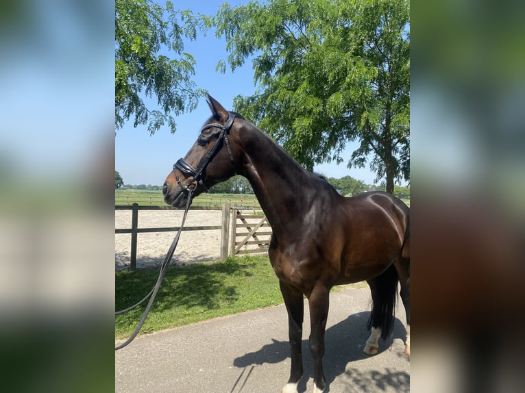 KWPN Gelding 11 years 16.1 hh Bay-Dark in Erp