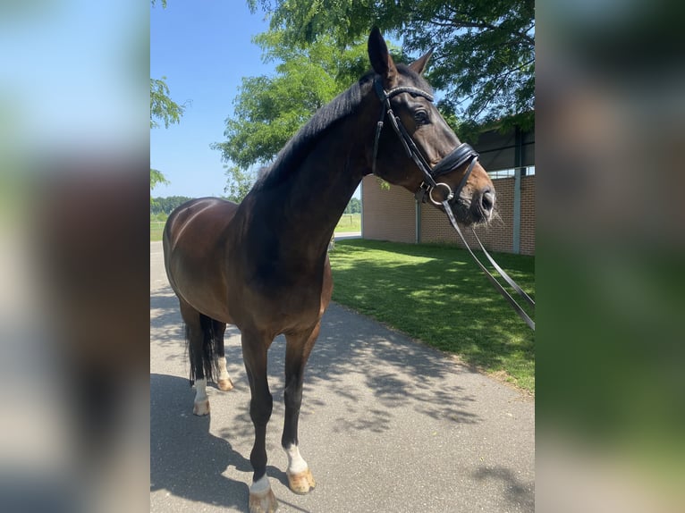 KWPN Gelding 11 years 16.1 hh Bay-Dark in Erp