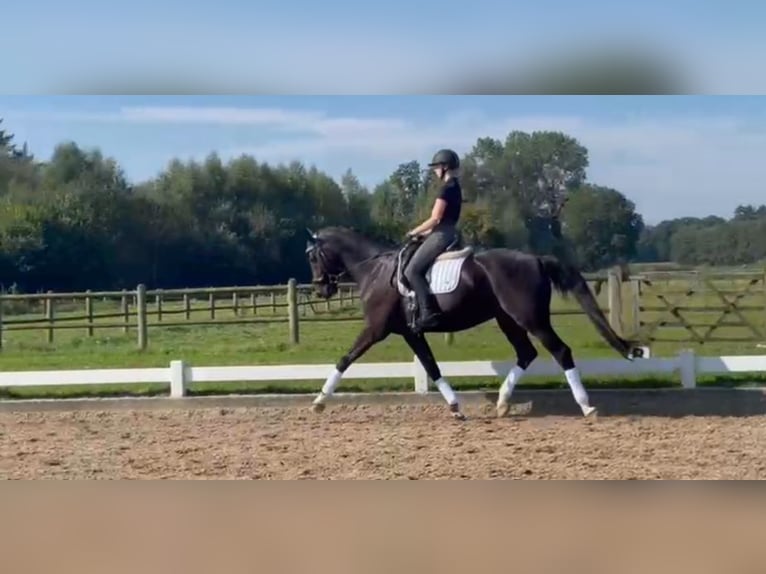 KWPN Gelding 11 years 16,1 hh Black in Zutphen