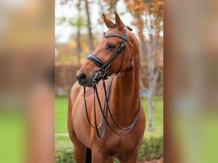 KWPN Gelding 11 years 16,1 hh Brown in Kessel