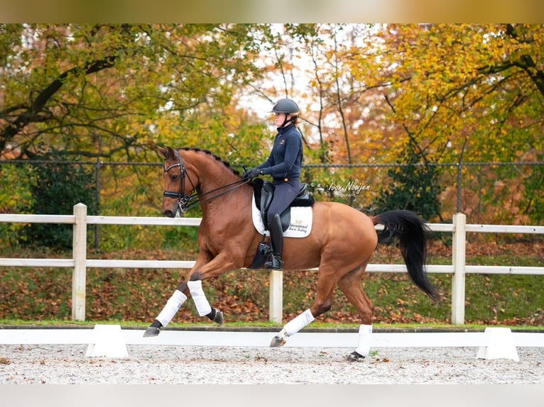 KWPN Gelding 11 years 16,1 hh Brown in Kessel