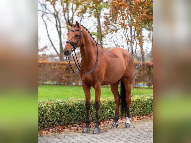 KWPN Gelding 11 years 16,1 hh Brown in Kessel