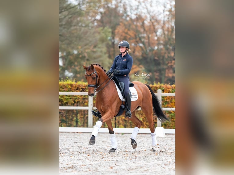 KWPN Gelding 11 years 16,1 hh Brown in Kessel