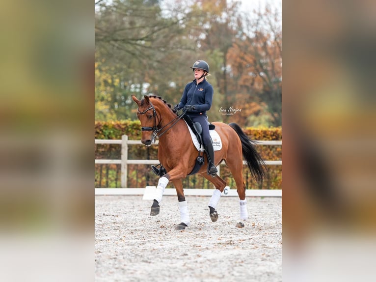 KWPN Gelding 11 years 16,1 hh Brown in Kessel