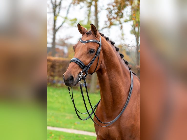 KWPN Gelding 11 years 16,1 hh Brown in Kessel