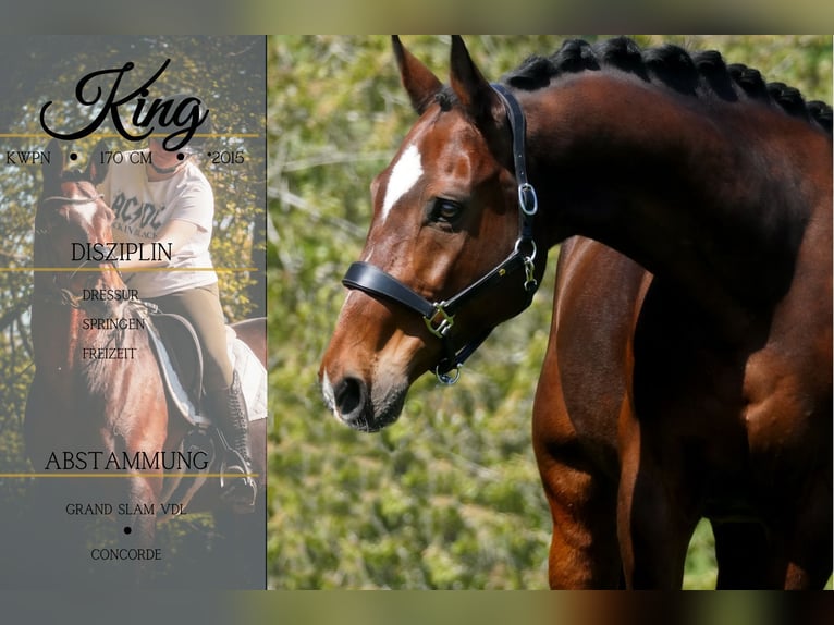 KWPN Gelding 11 years 16.1 hh Brown in Nettersheim