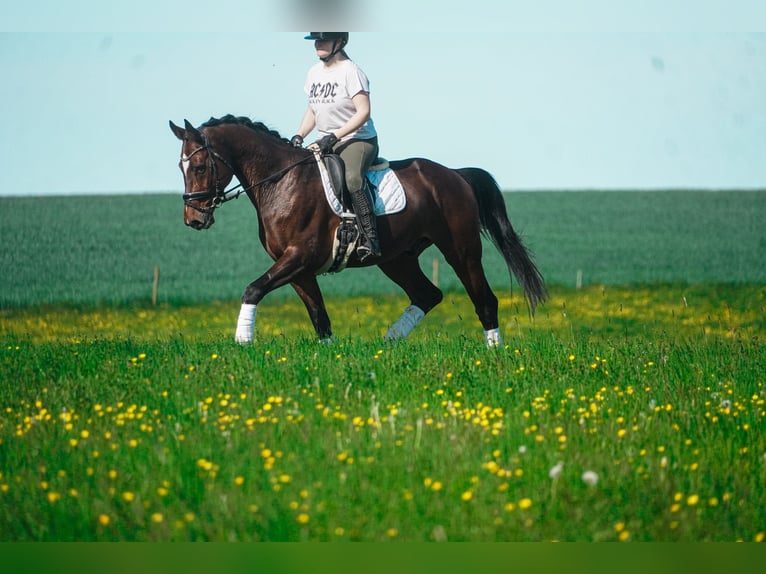 KWPN Gelding 11 years 16.1 hh Brown in Nettersheim