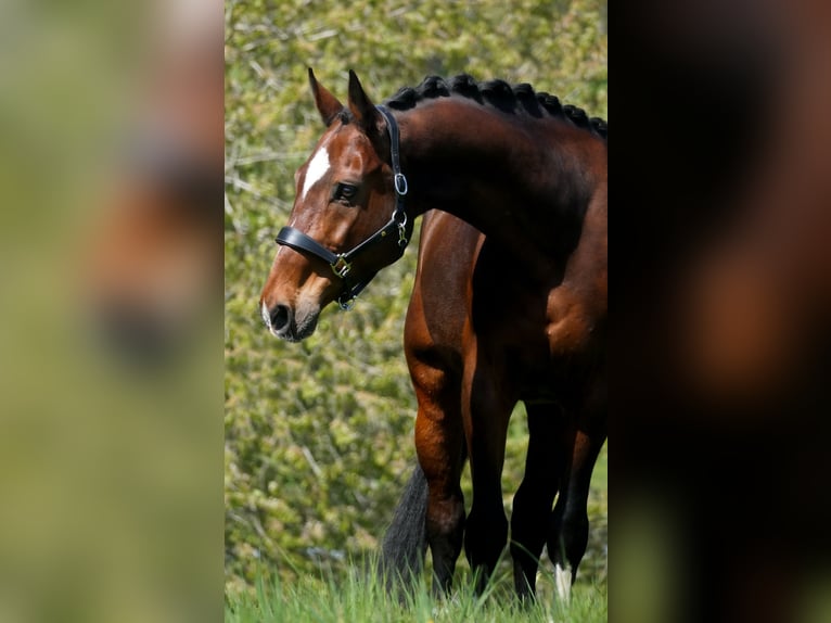 KWPN Gelding 11 years 16.1 hh Brown in Nettersheim