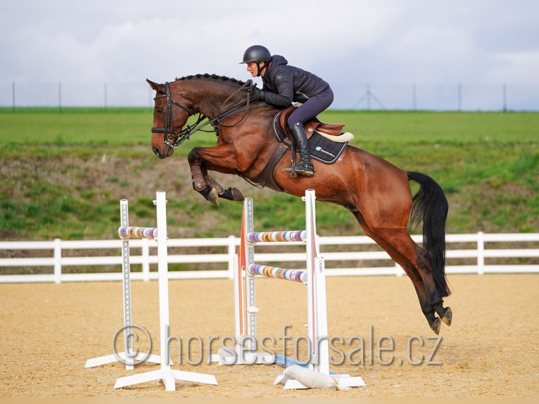 KWPN Gelding 11 years 16.1 hh Brown in Südlich von Prag
