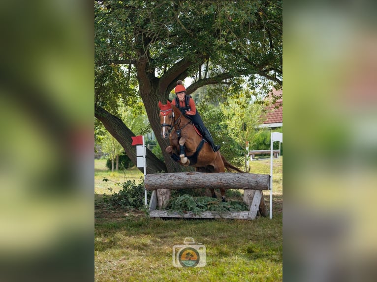 KWPN Gelding 11 years 16.1 hh Chestnut-Red in Bornem