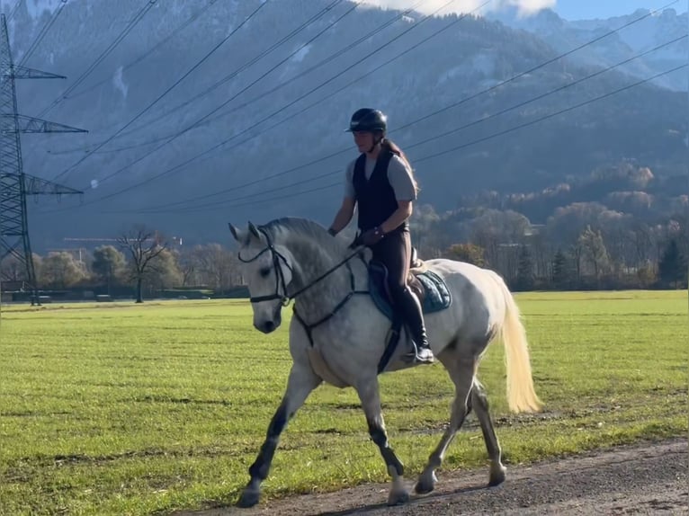 KWPN Gelding 11 years 16,1 hh Gray in Schlins