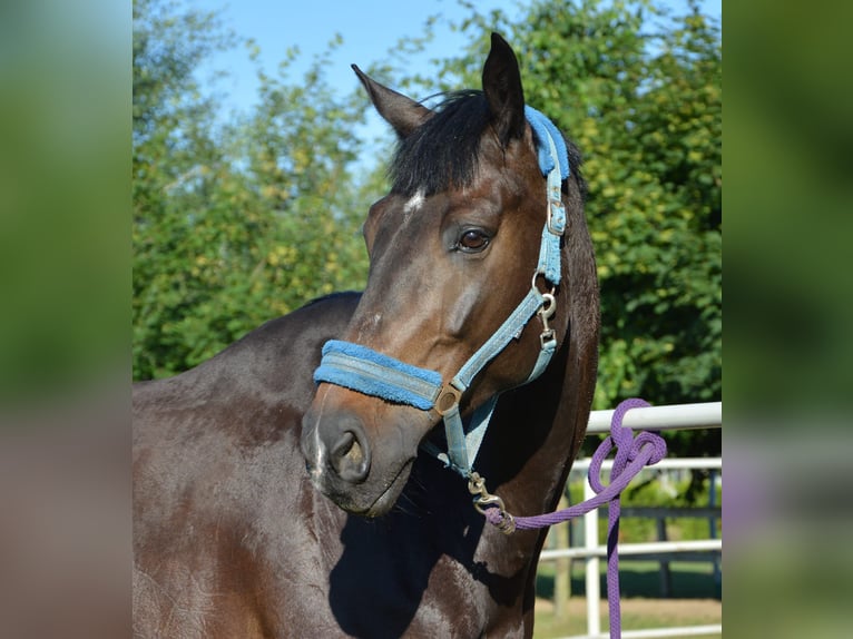 KWPN Gelding 11 years 16.1 hh Smoky-Black in Konikowo