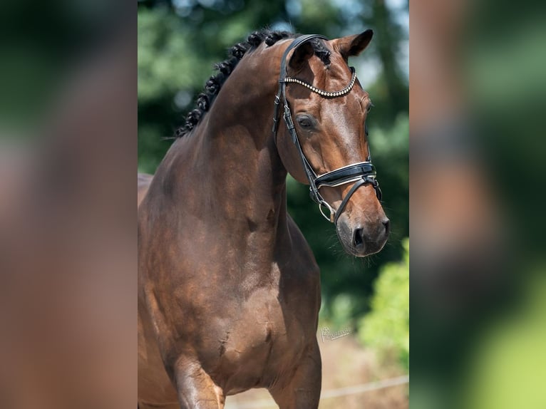 KWPN Gelding 11 years 16,2 hh Brown in Weert