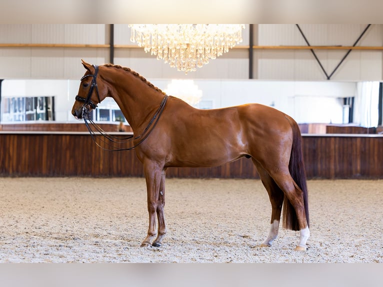 KWPN Gelding 11 years 16,2 hh Chestnut-Red in Kwadijk