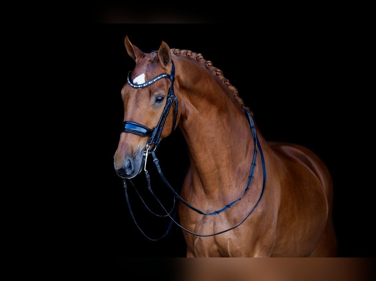 KWPN Gelding 11 years 16,2 hh Chestnut-Red in Kwadijk