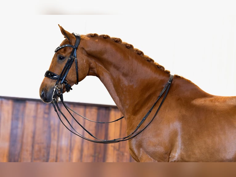 KWPN Gelding 11 years 16,2 hh Chestnut-Red in Kwadijk