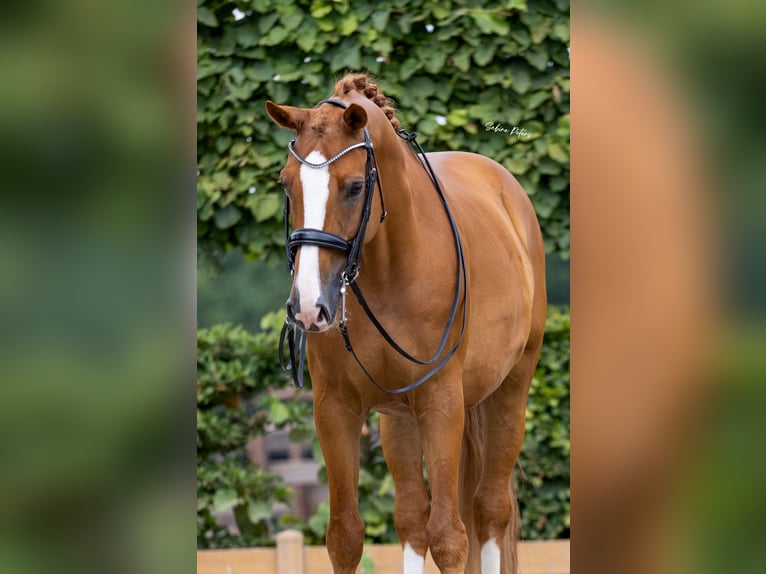 KWPN Gelding 11 years 16.2 hh Chestnut-Red in Goch