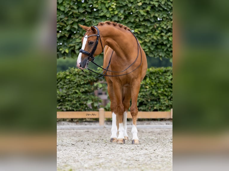 KWPN Gelding 11 years 16.2 hh Chestnut-Red in Goch