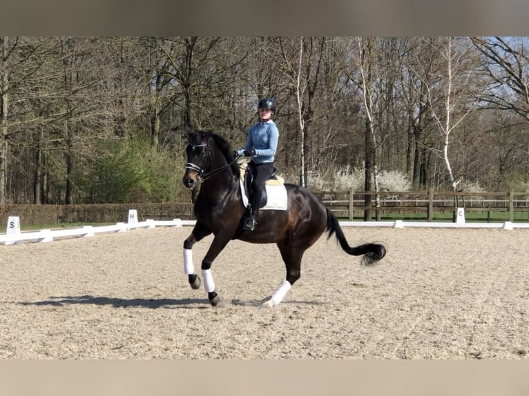 KWPN Gelding 11 years 16.2 hh Smoky-Black in Bree