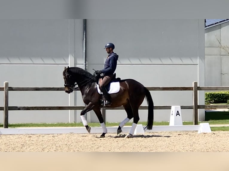 KWPN Gelding 11 years 16.2 hh Smoky-Black in Bree