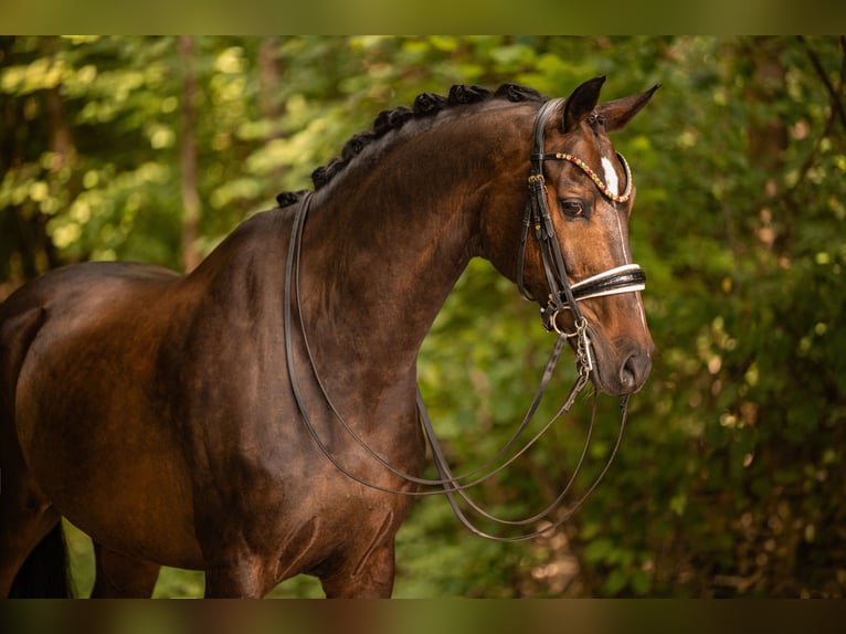 KWPN Gelding 11 years 16.2 hh Smoky-Black in Wehringen