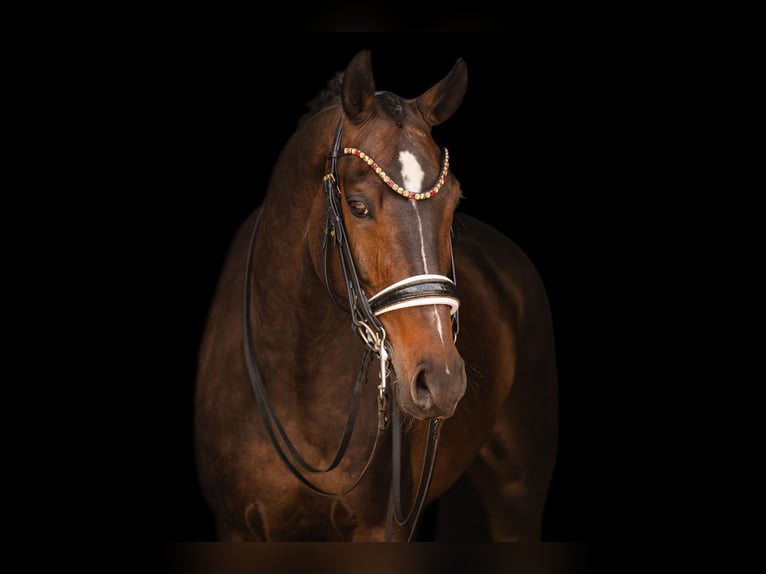 KWPN Gelding 11 years 16.2 hh Smoky-Black in Wehringen