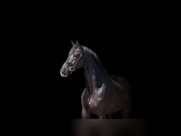 KWPN Gelding 11 years 16,3 hh Bay-Dark in denekamp