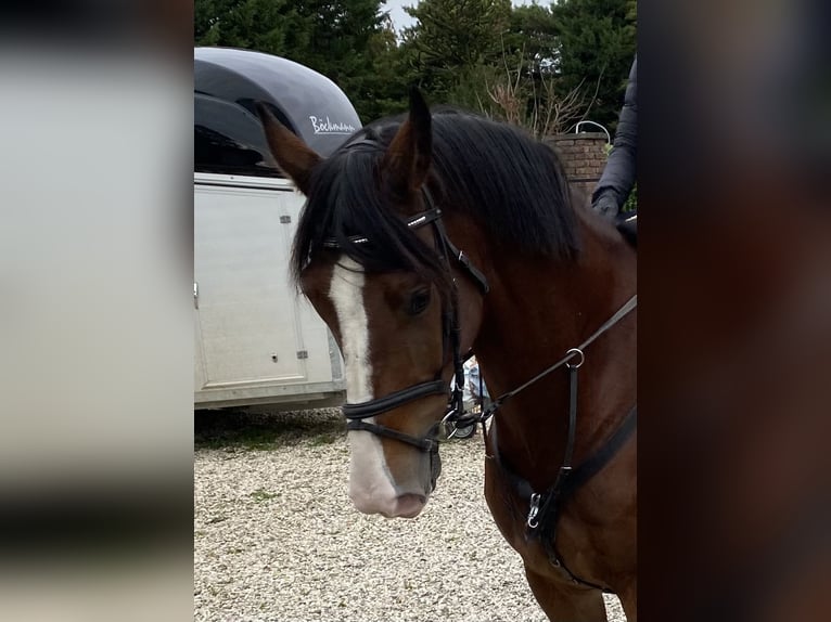 KWPN Gelding 11 years 16.3 hh Brown in Veldwezelt