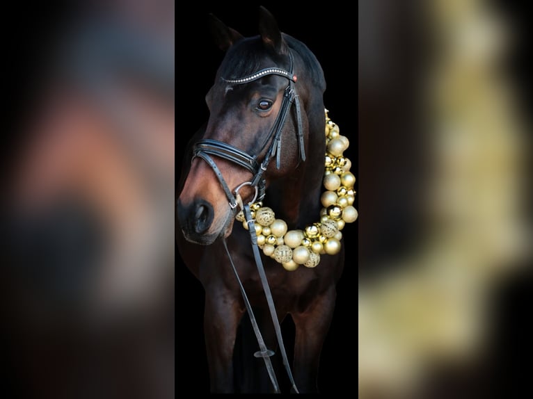 KWPN Gelding 11 years 16 hh Bay-Dark in Haßmersheim