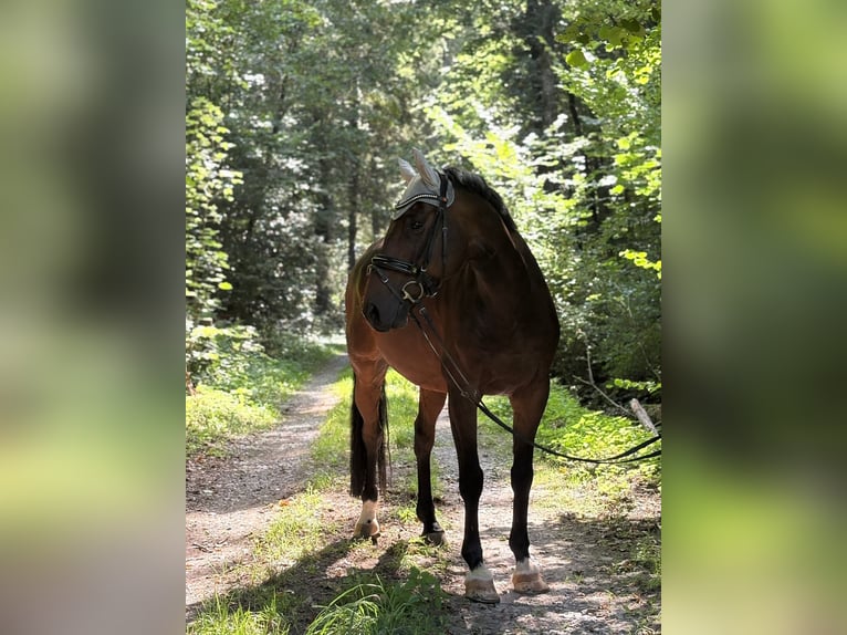 KWPN Gelding 11 years 16 hh Bay-Dark in Haßmersheim