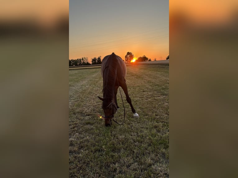 KWPN Gelding 11 years 16 hh Bay-Dark in Haßmersheim