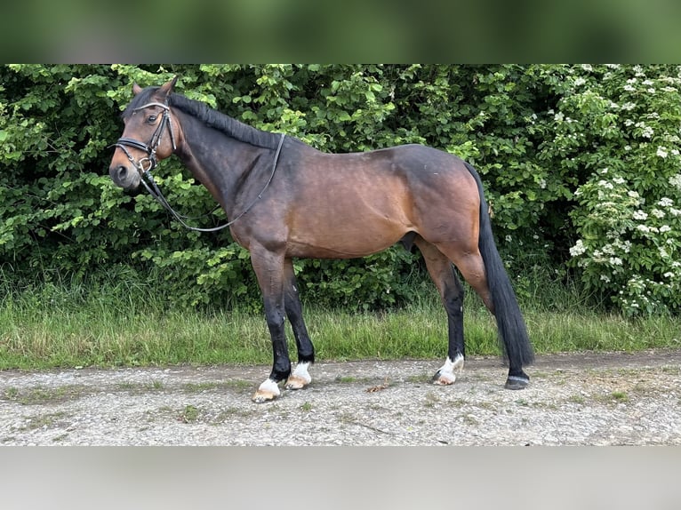 KWPN Gelding 11 years 16 hh Bay-Dark in Haßmersheim