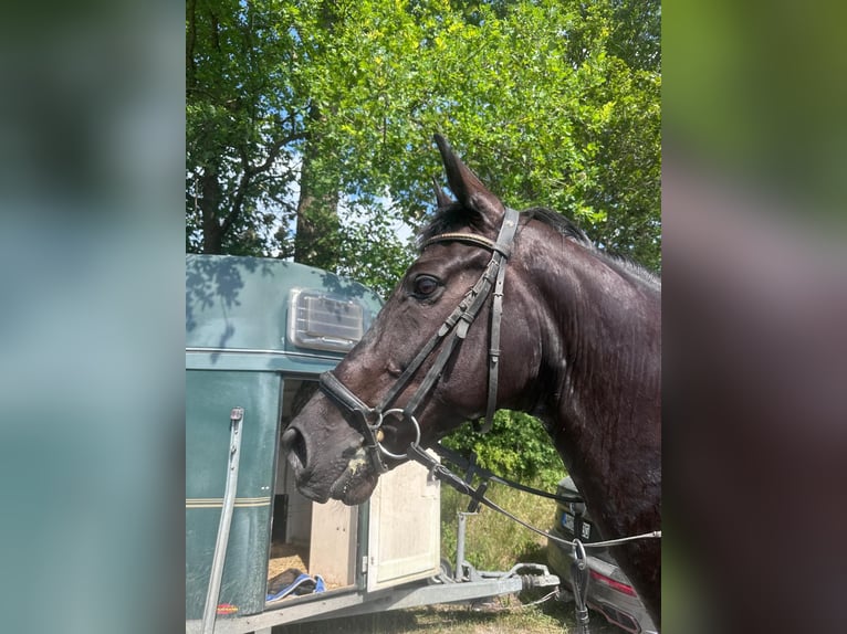 KWPN Gelding 11 years 16 hh Black in Seehausen am Staffelsee