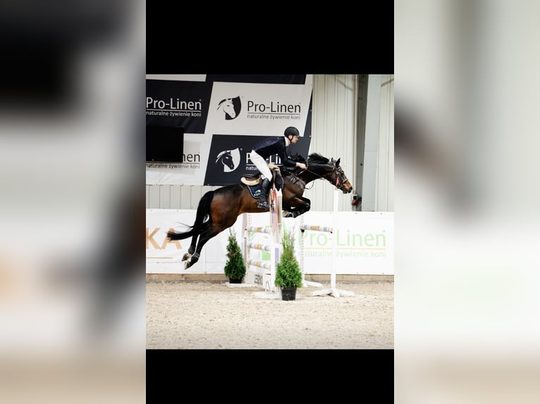 KWPN Gelding 11 years 16 hh Black in Zakrzów