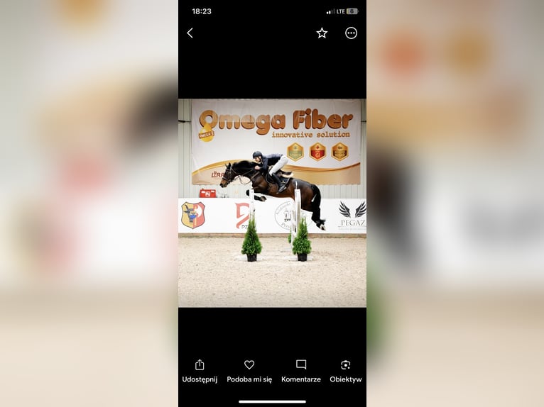 KWPN Gelding 11 years 16 hh Black in Zakrzów