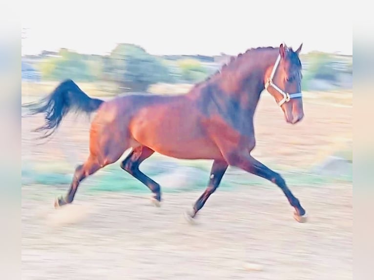 KWPN Gelding 11 years 16 hh Brown in Madrid