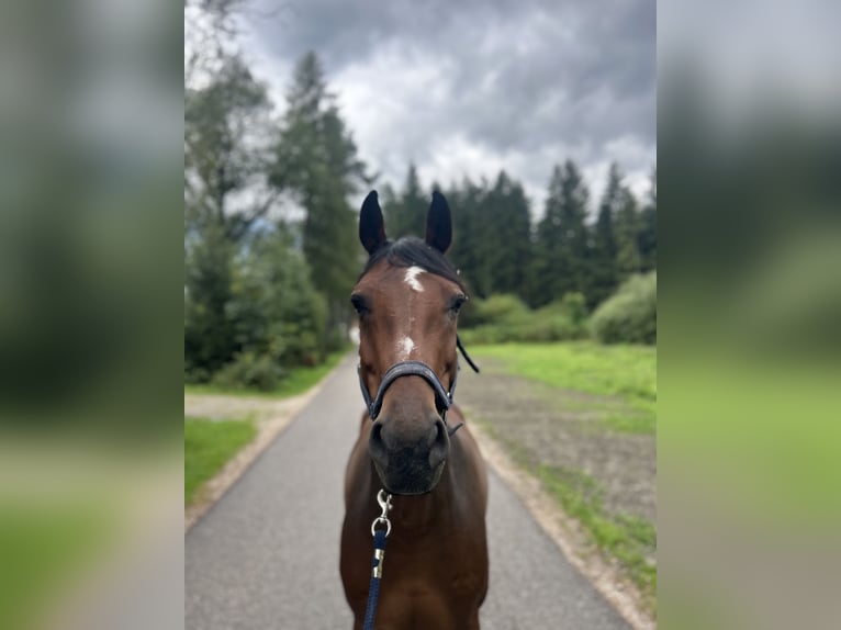 KWPN Gelding 11 years 16 hh Brown in Wiesen