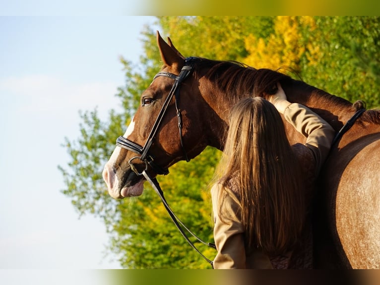 KWPN Mix Gelding 11 years 16 hh Chestnut in Waidhofen an der Thaya