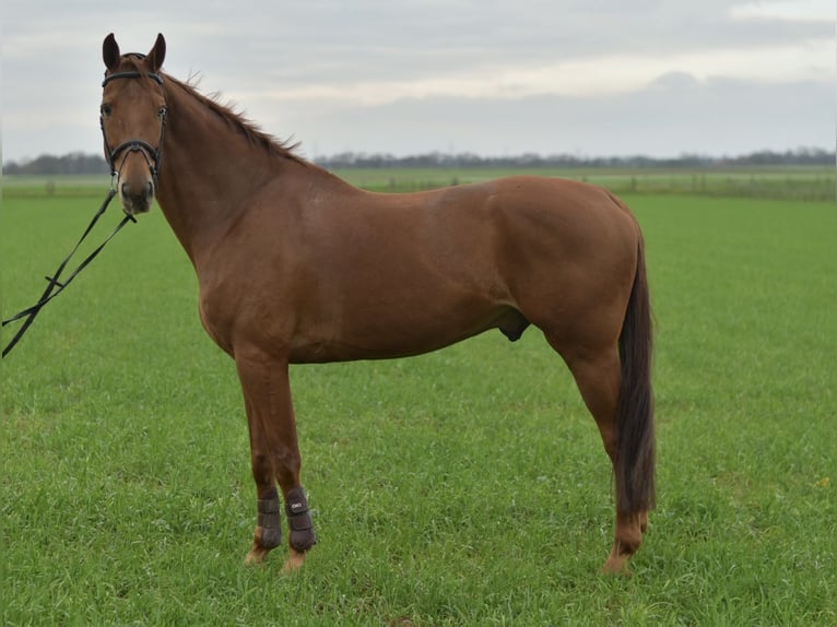 KWPN Gelding 11 years 16 hh Chestnut-Red in Geilenkirchen