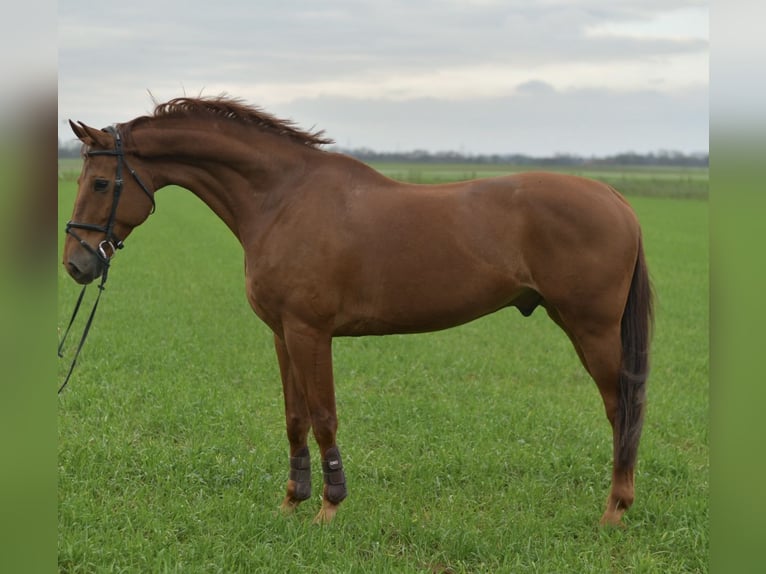 KWPN Gelding 11 years 16 hh Chestnut-Red in Geilenkirchen