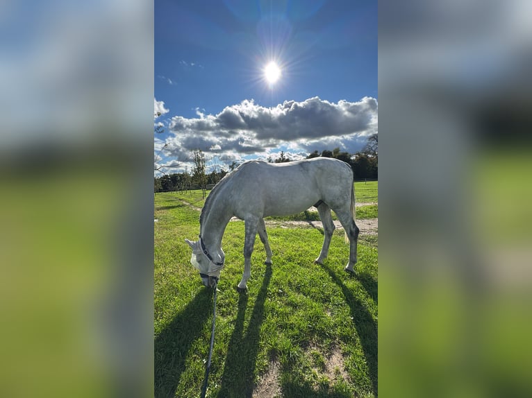 KWPN Gelding 11 years 16 hh Grey in Como