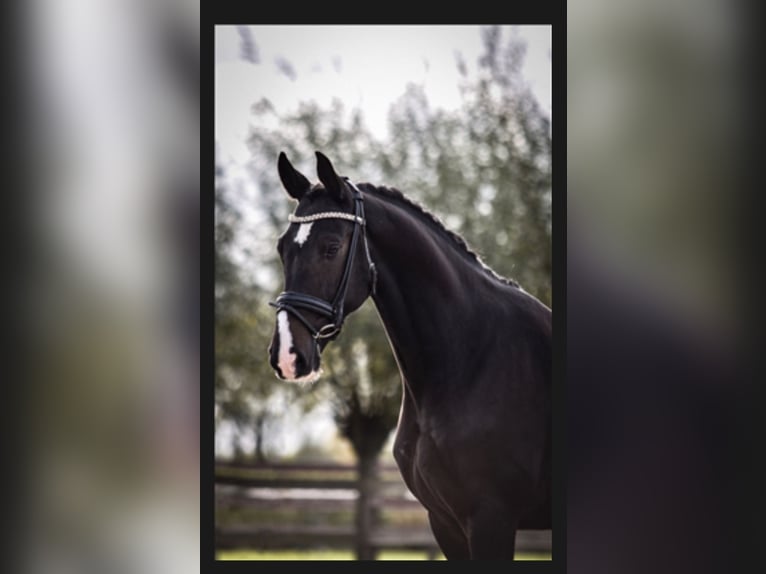 KWPN Gelding 11 years 16 hh Smoky-Black in Akersloot