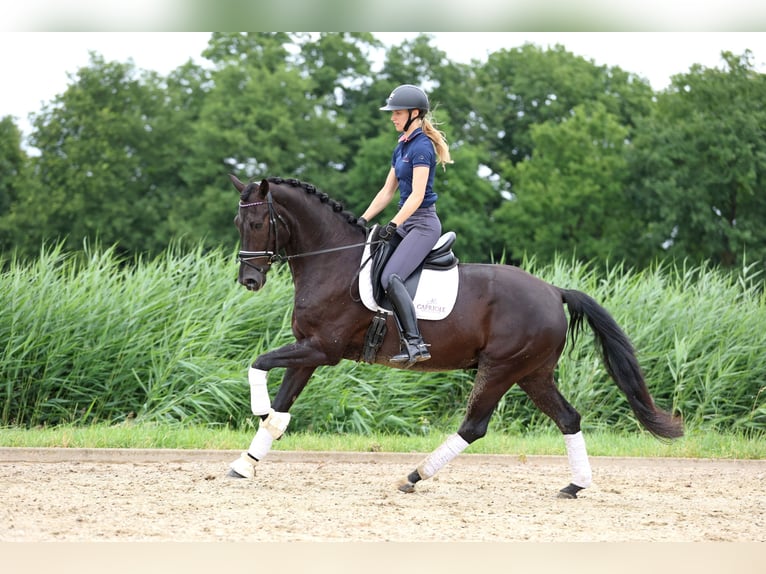 KWPN Gelding 11 years 16,1 hh Black in Haaksbergen