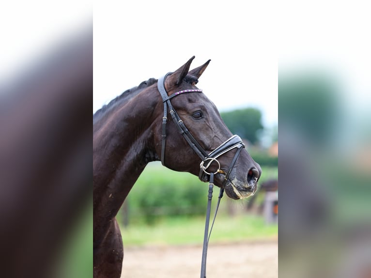 KWPN Gelding 11 years 16,1 hh Black in Haaksbergen
