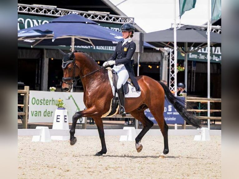 KWPN Gelding 11 years 16,1 hh Brown in Ter Apelkanaal