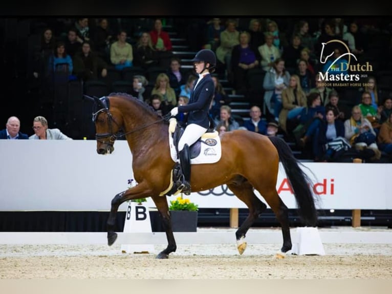 KWPN Gelding 11 years 16,1 hh Brown in Ter Apelkanaal