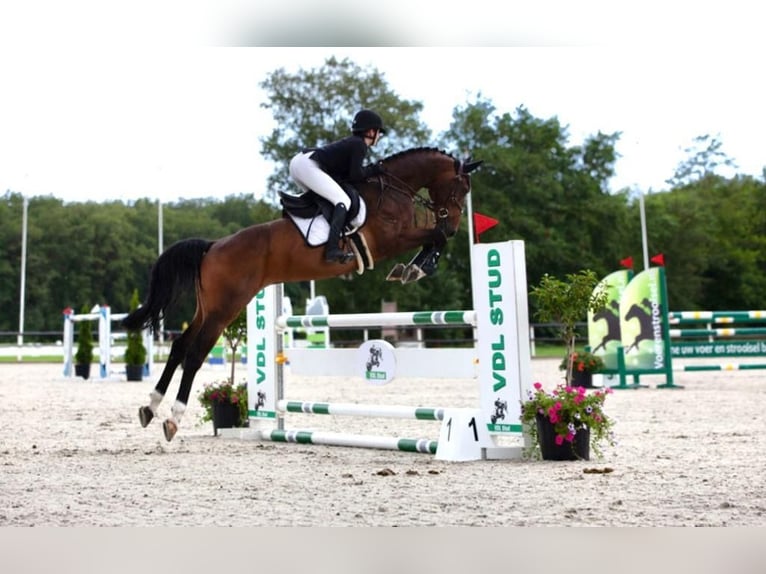 KWPN Gelding 11 years 16,1 hh Brown in Ternberg