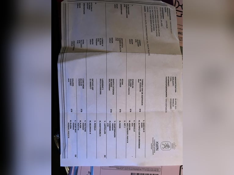 KWPN Gelding 11 years 16,1 hh Brown in Drensteinfurt