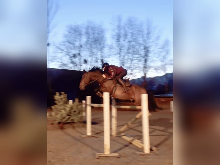 KWPN Gelding 11 years 16,1 hh Brown in Schlins